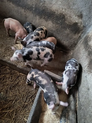 purcei de carne - imagine 4