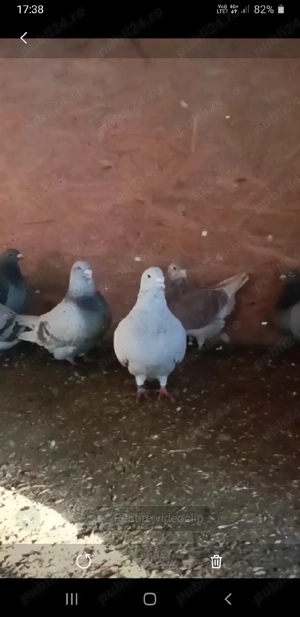 porumbei albi pt nunti si porumbei de vanzare! - imagine 2