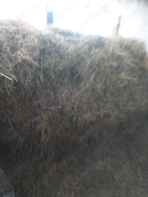 Vand lucerna varsata