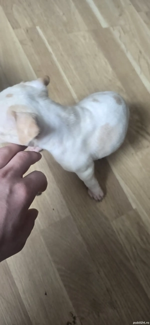 Pui Amstaff de Top   Linie Puternică, Calitate Premium