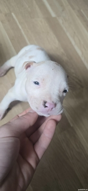 Pui Amstaff de Top   Linie Puternică, Calitate Premium - imagine 4