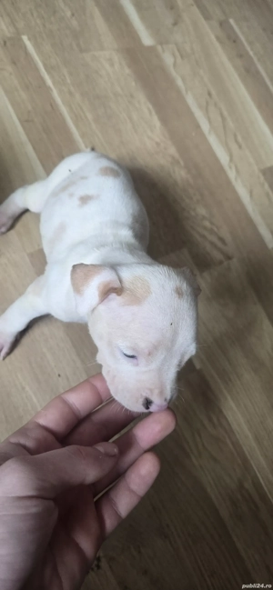 Pui Amstaff de Top   Linie Puternică, Calitate Premium - imagine 3