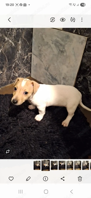 Jack Russel  - imagine 4