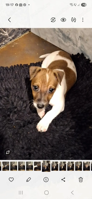 Jack Russel de vânzare  - imagine 5