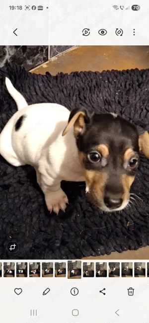 Jack Russel de vânzare  - imagine 4