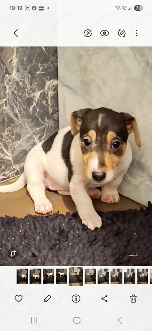 Jack Russel de vânzare  - imagine 3