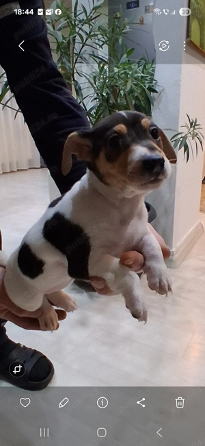 Jack Russel de vânzare 