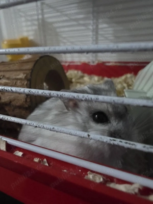 Hamster pitic alb + cusca  - imagine 2