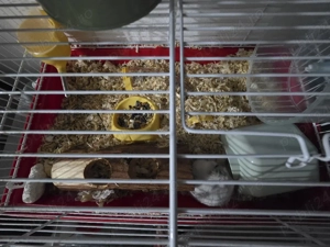 Hamster pitic alb + cusca 