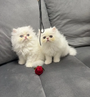 Puiuți Pisica Persana 