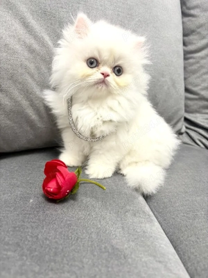 Puiuți Pisica Persana  - imagine 4