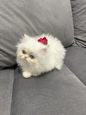 Puiuți Pisica Persana  - imagine 5