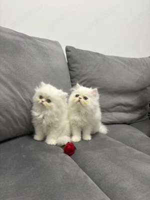 Puiuți Pisica Persana  - imagine 2