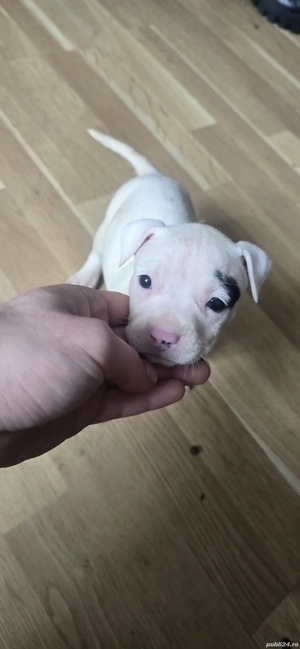 Pui Amstaff de Top   Linie Puternică, Calitate Premium - imagine 2