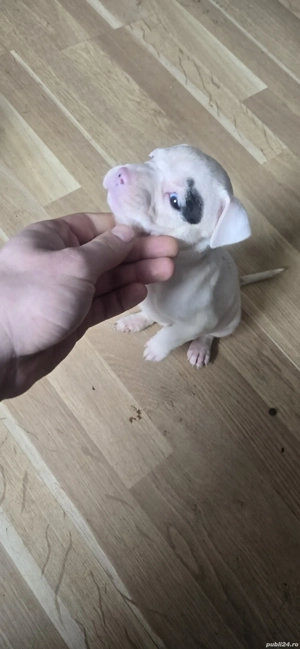 Pui Amstaff de Top   Linie Puternică, Calitate Premium - imagine 3