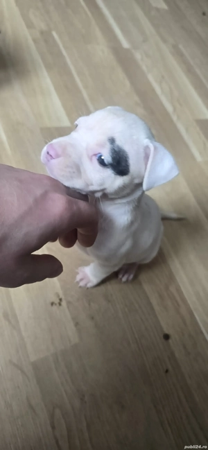 Pui Amstaff de Top   Linie Puternică, Calitate Premium