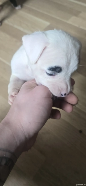 American Staffordshire Amstaff - imagine 3