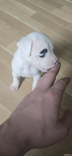 American Staffordshire Amstaff