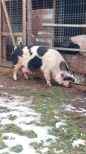 Purcea gestantă! - imagine 3