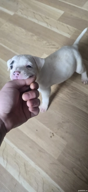 American Staffordshire Amstaff - imagine 4