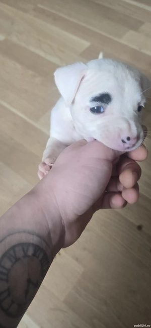 American Staffordshire Amstaff - imagine 2