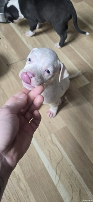 American Staffordshire Amstaff - imagine 3