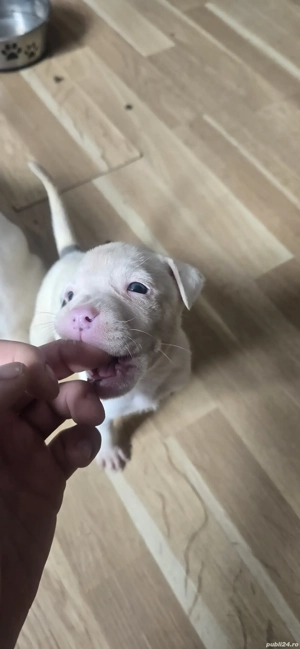 Pui American Staffordshire Terrier  - imagine 2