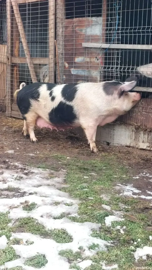 Purcea gestantă! - imagine 2