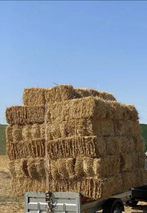 Baloți de paie, De vânzare 