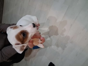 Jack Russel de vânzare  - imagine 2