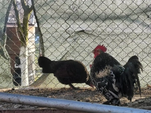 vand cocos si 2 iopanite  - imagine 2