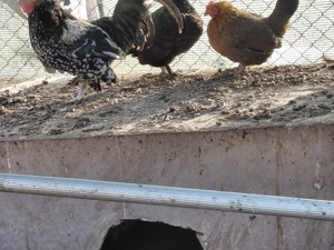 vand cocos si 2 iopanite 