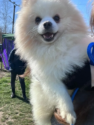 pomeranian mini spitz - imagine 2
