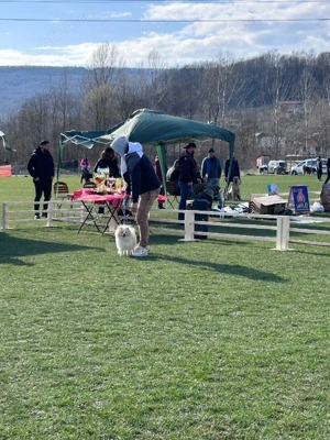 pomeranian mini spitz - imagine 3