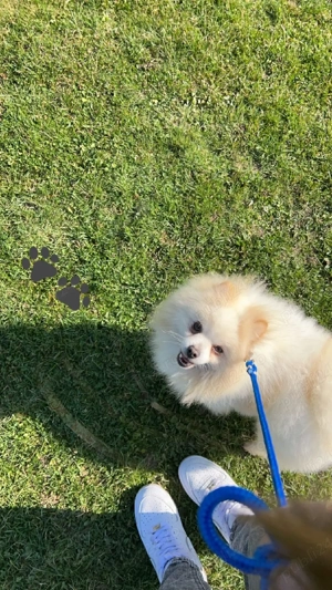 pomeranian mini spitz - imagine 4