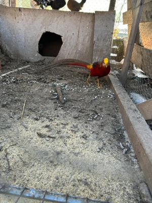 Vand Fazan mascul auriu pe rosu  - imagine 2