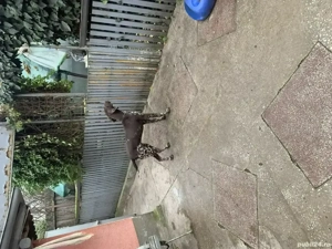 Câini de vanatoare - imagine 2