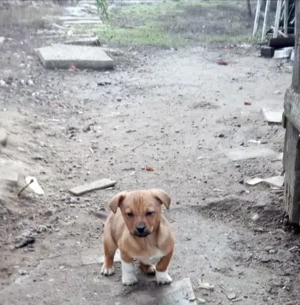 *   Donez cu drag o cățelușă adorabilă , are 3 luni este de talie mică !     *  