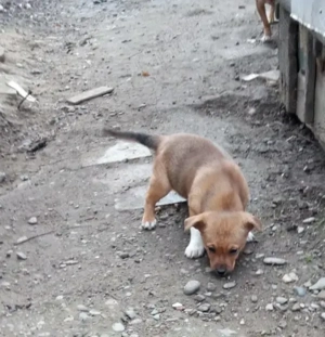 *   Donez cu drag o cățelușă adorabilă , are 3 luni este de talie mică !     *   - imagine 5