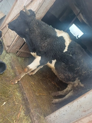 De vânzare taur de 1 an aproape - imagine 4