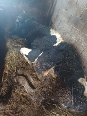 De vânzare taur de 1 an aproape - imagine 2