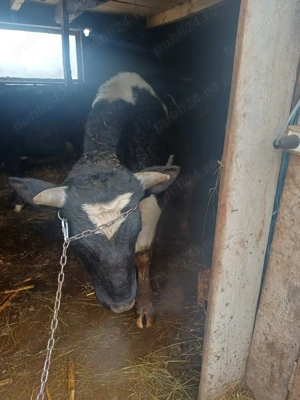 De vânzare taur de 1 an aproape