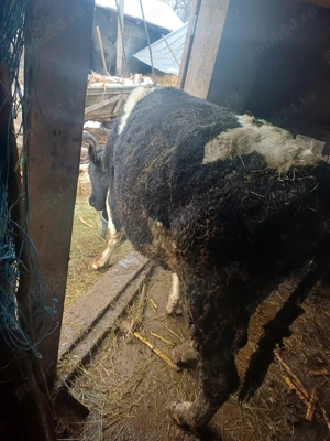 De vânzare taur de 1 an aproape - imagine 3