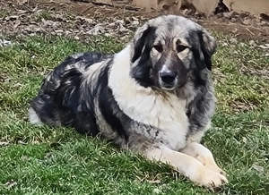 Femela ciobanesc romanesc carpatin