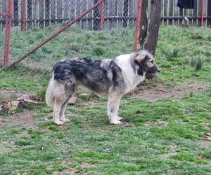 Femela ciobanesc romanesc carpatin - imagine 2