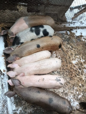 de vanzare grasuni  - imagine 4