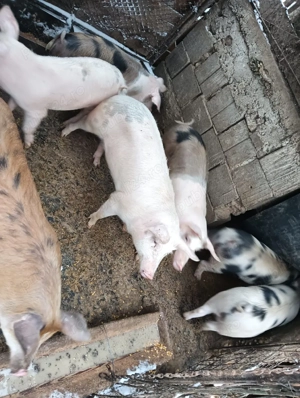 de vanzare grasuni  - imagine 5