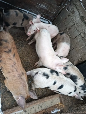 de vanzare grasuni  - imagine 2