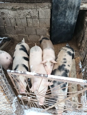 de vanzare grasuni  - imagine 3