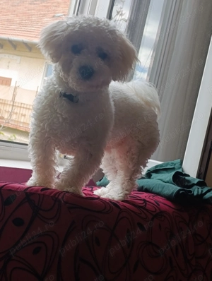 Vând mascul bischon havanes - imagine 2